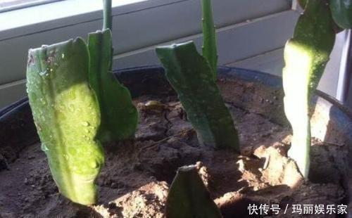 下头|一棵仙人掌，开出“大荷花”，插一根枝条，上头下头都“冒根”