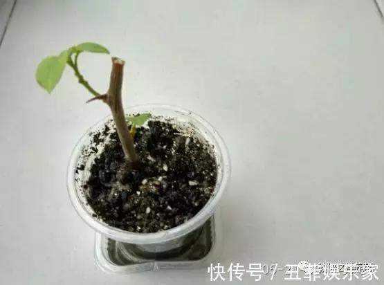 三角梅修剪枝条别扔，学2招插土里，来年花开满枝头！