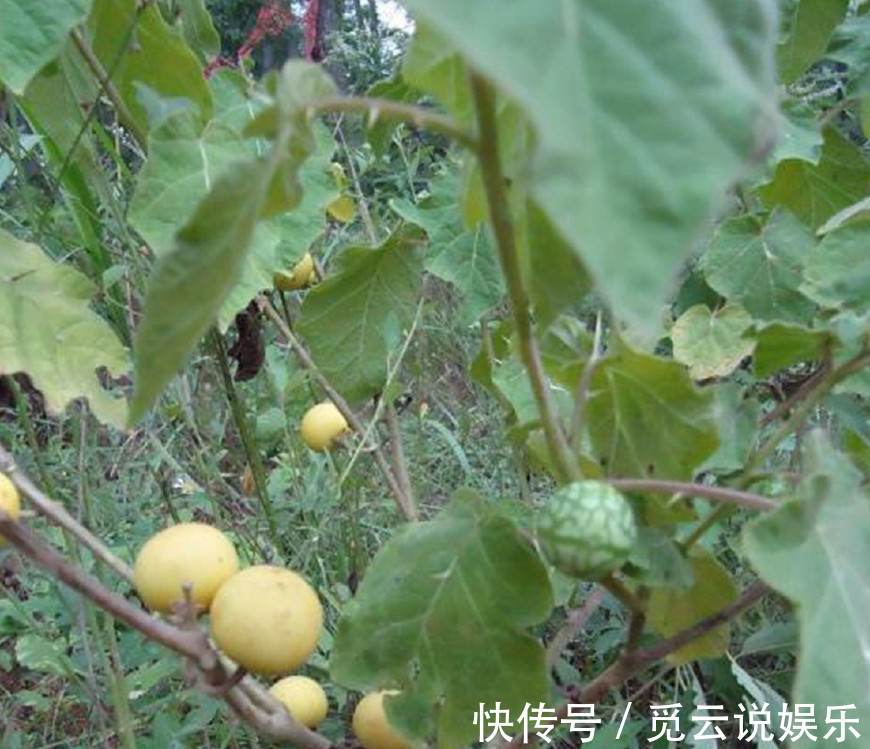 黄果茄|这些草药城里人可能一辈子都没见过，但农村却遍地都是，还能治病