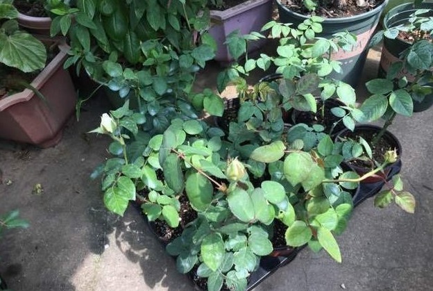 新手月季种植手册,修剪、病害防治等教程,种月季不再难