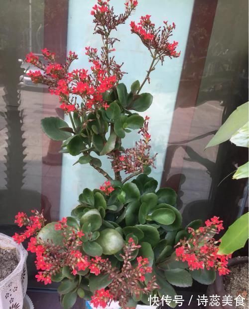 养这三种花，盆越小，开的花越多，放大盆还容易死