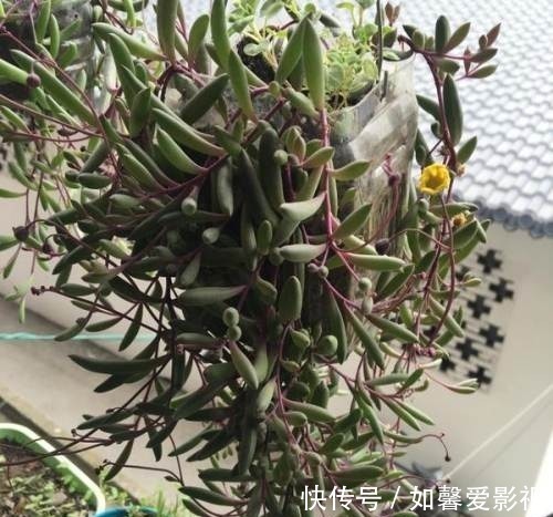 谁说多肉都耐旱?这些喜水多肉,太能喝水天天要浇