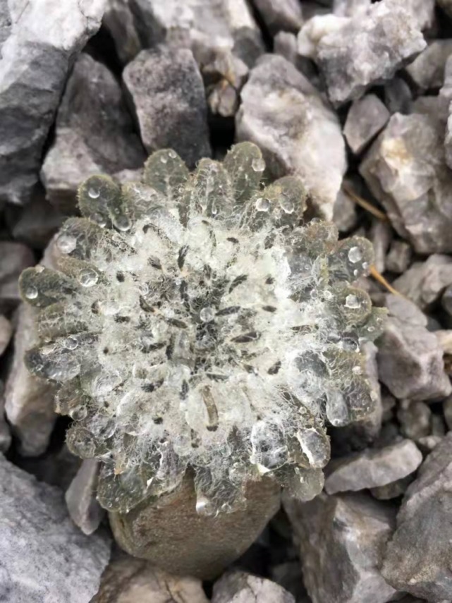 生物|杨向红镜头下的玉龙雪山奇花异草，见证了丽江生物多样性之美