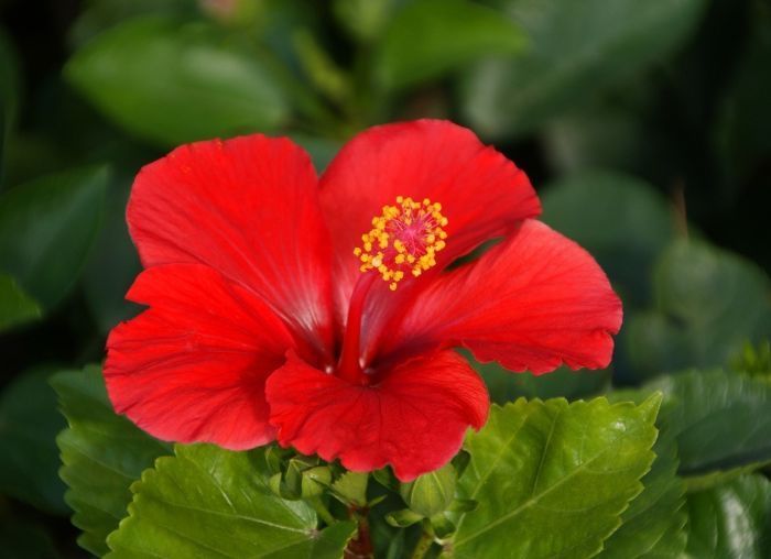 喜欢菊花，不如养盆“开花机器”，娇羞可爱，令人着迷