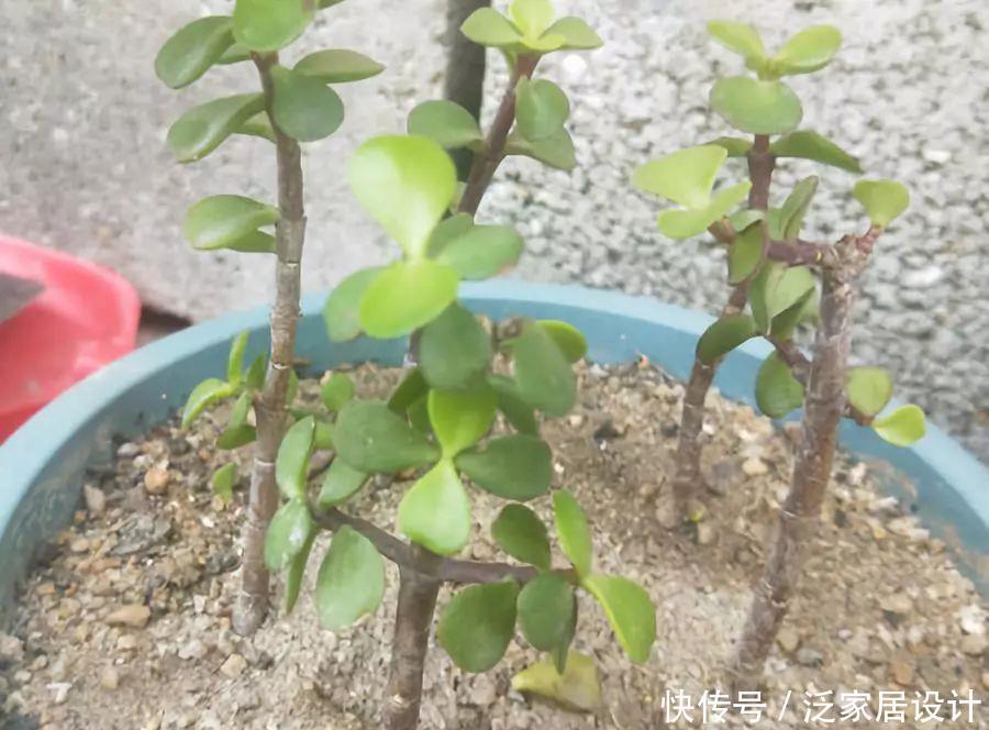 金枝玉叶修剪教程,剪下的枝条扦插,一盆变多盆