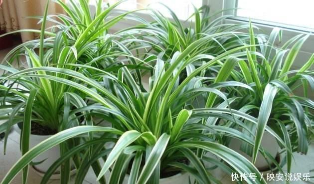 光照|吊兰“干尖黄叶”，注意3个方面“不达标”，别忽视！