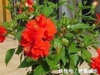 松针|此种“小东西”自带酸性，肥力大，花盆里撒一把，治虫、不黄叶！