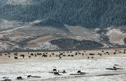 山丹马场|甘肃山丹马场深秋迎降雪 祁连山银装素裹