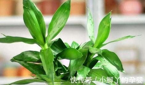 富贵竹总黄叶，离不开3个原因，夏季这样养，叶片绿油油的