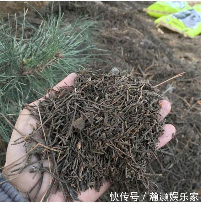 君子兰|养君子兰，捡回“2种料”，扔盆里，根系旺，开花多，美极了