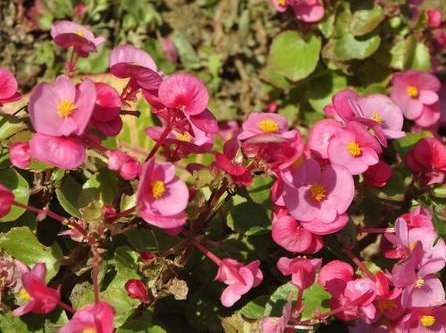 此花小巧玲珑且优雅大方,花期长达一整年,象征着幸福和智慧