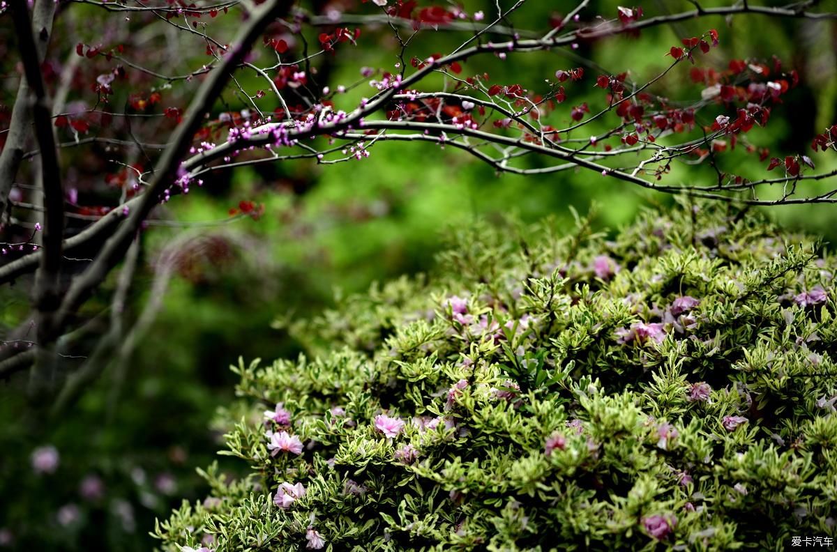 植物园姹紫嫣红是老人聚会的好地方【严建设】