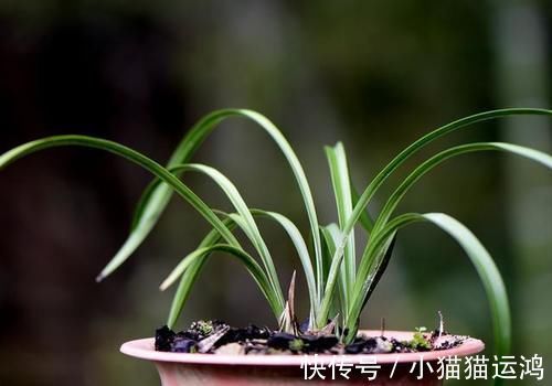 泡水|鸡蛋壳泡水多长时间可以浇花？浇什么花最好？