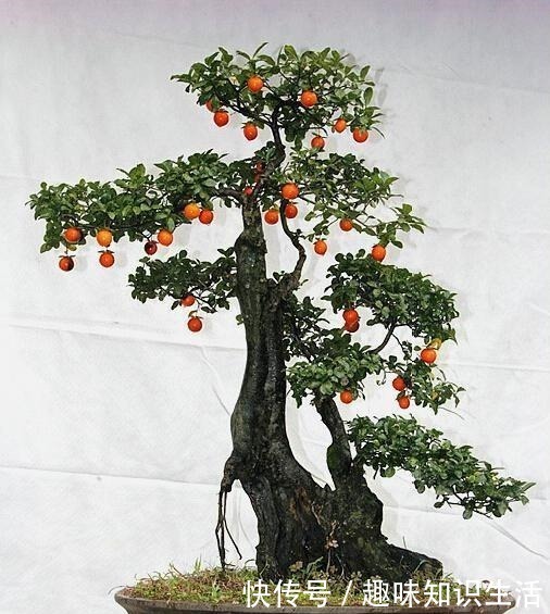 弹子|养这2种花,还能挣钱,放那不用管,养得好卖上万,挺划算!