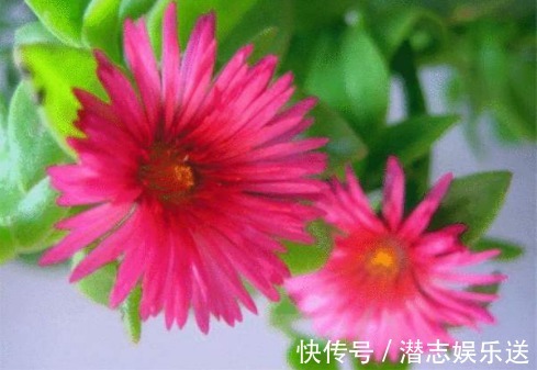 春秋|阳台种这5款花,花朵似绣球,花开繁盛惹人爱,开成花海挤爆阳台