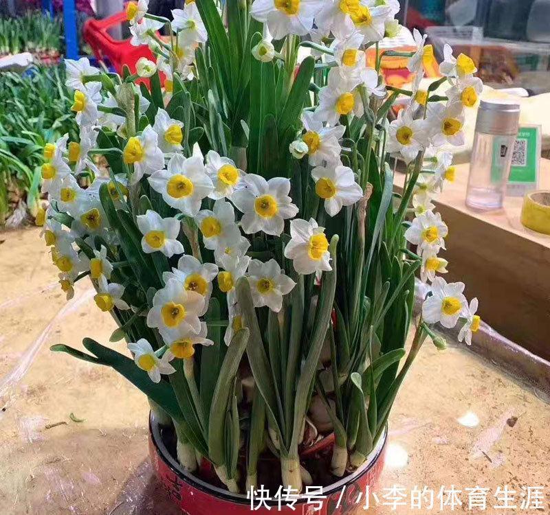 8种“小毒花”,叶子毒性大,家里若养着,光看别动它