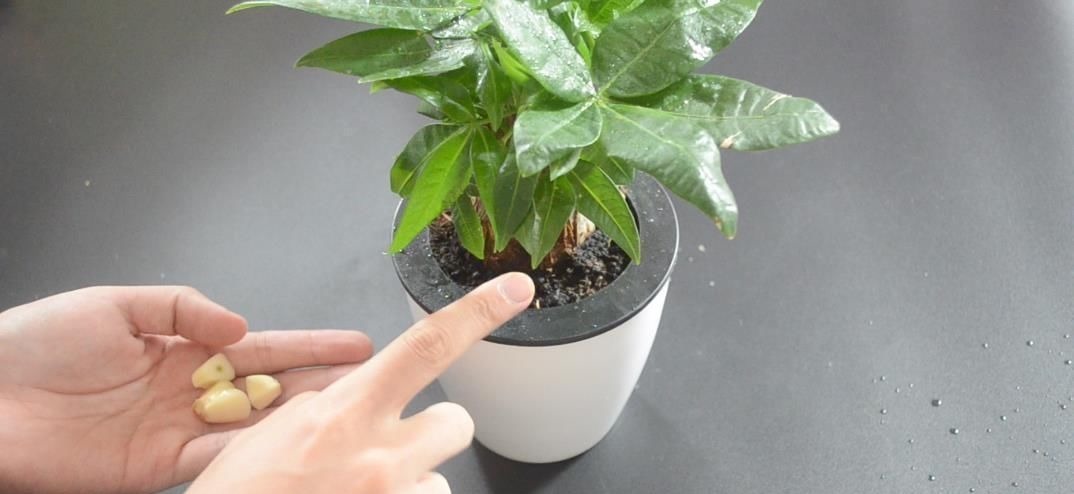 花盆里放瓣大蒜, 没想到作用这么大, 看完你会感谢我的