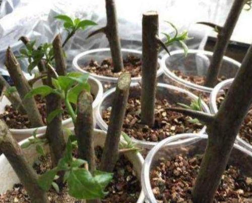3种花枝条活性高，现在扦插正合适，15天就生根，当年就开花