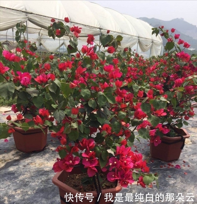 叶片|三角梅开败了?狠狠心,用3个“高招”,挤满新枝芽,又爆二茬花