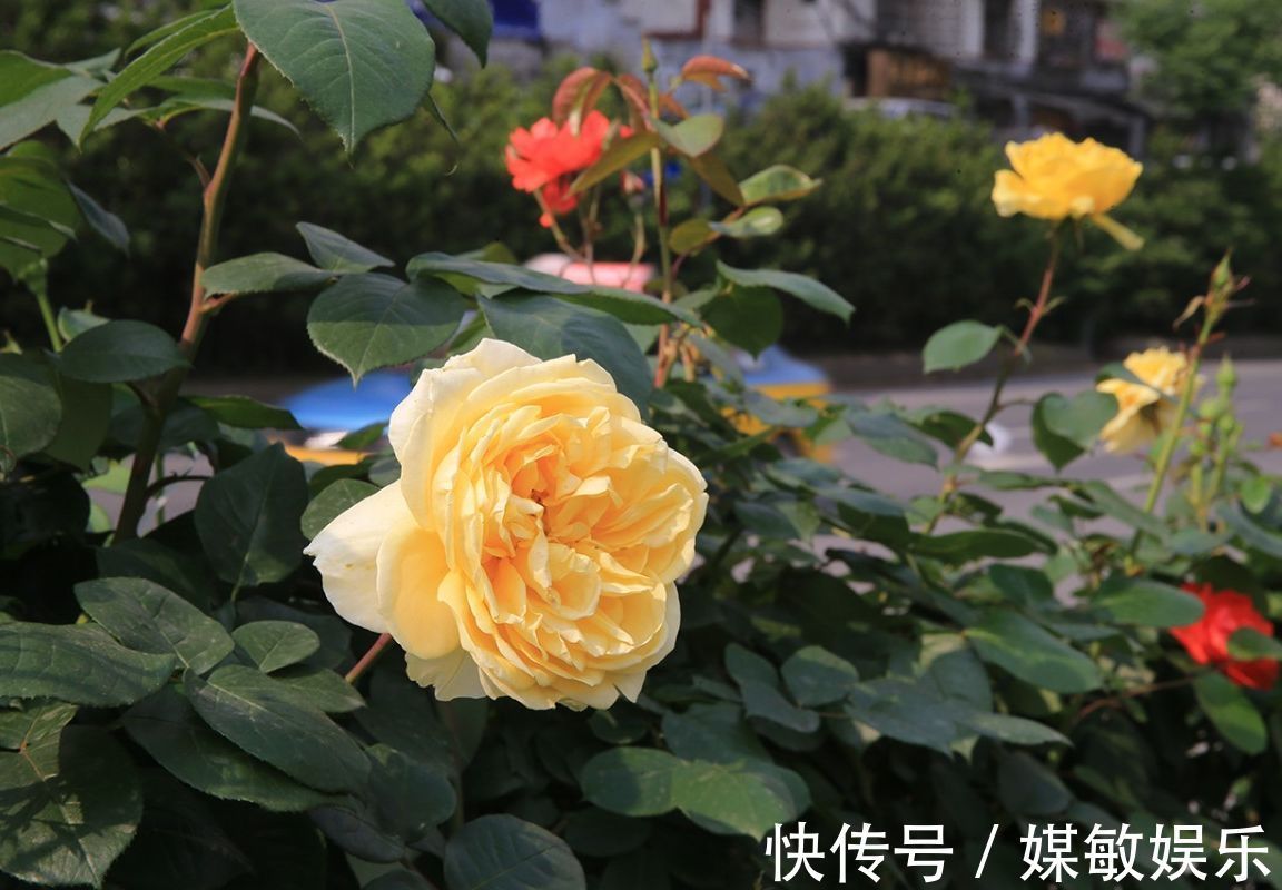 月季花的花苞多而担心开不了花3点养护月季开花大而不掉花苞