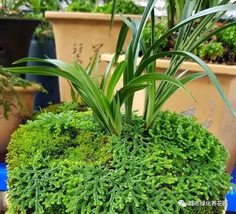 兰花盆面铺青苔真的没好处？换个思路，少走几年养兰弯路