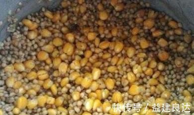 这么泡麦粒,一粒麦子一条鱼,还个个都是大板鲫