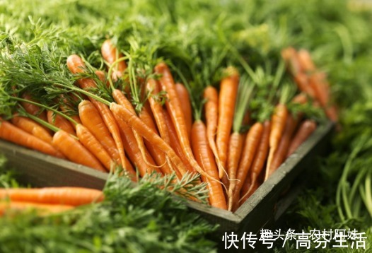 睡眠质量|胡萝卜与此物一起熬粥喝,肚腩小了,失眠好了,为了健康不妨试试