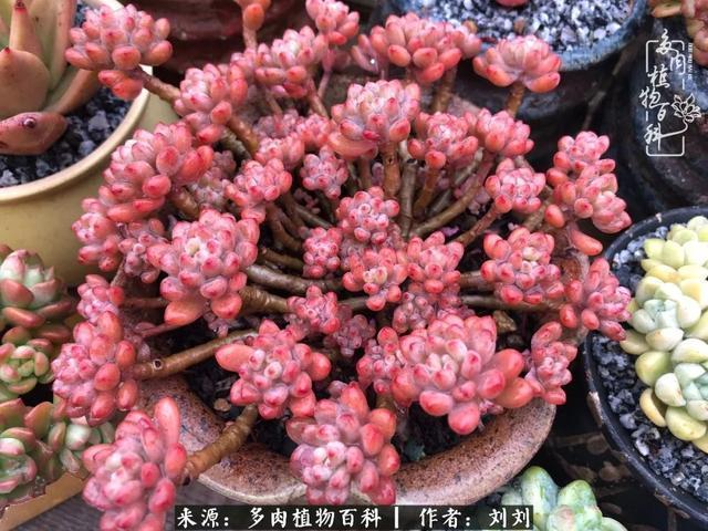 爱多肉，爱生活，我们是一群快乐的养肉人！