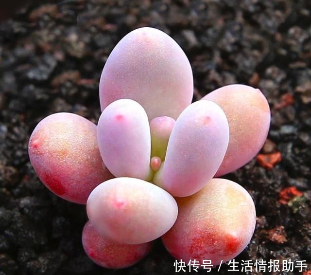 适合新手养的5种多肉,摆在阳台上,越长越美!