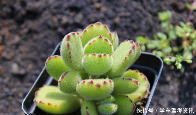 养多肉常见的4个误区，养啥都不行，怪不得养不久！