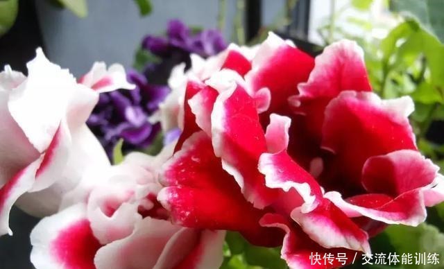 1种花每年开180天,叶子“剁碎”撒盆里,开花比牡丹还大气!