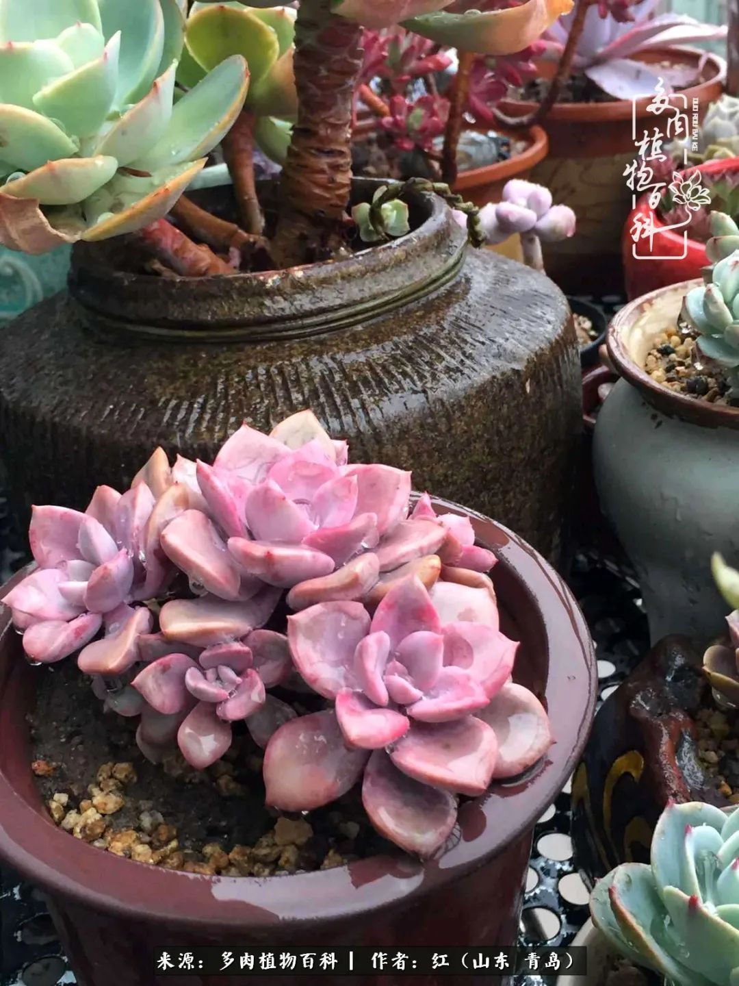 多肉度个夏，回到解放前！曾经有多美，现在就有多丑！