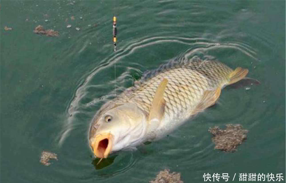 春季手竿钓鲤有四宝，学会了这四招，钓大鲤鱼不是难事！