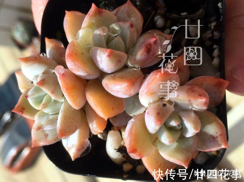 8种多肉，明智的人不买，要么多花钱费精力，要么养不活还被笑傻