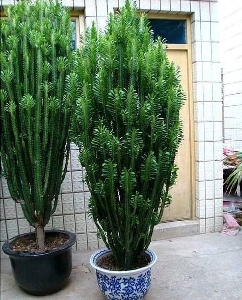 量天尺|能长到2米的一种花,养在家里寓意好,你认识吗