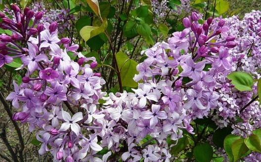 不如养一盆“丁香花”吧!养护记住以下3个小技巧,花开鲜艳旺盛