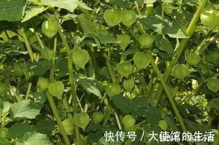 鬼灯笼|农村的“黄姑娘”野果，果子似灯笼小巧可爱，属于药食两用价值高