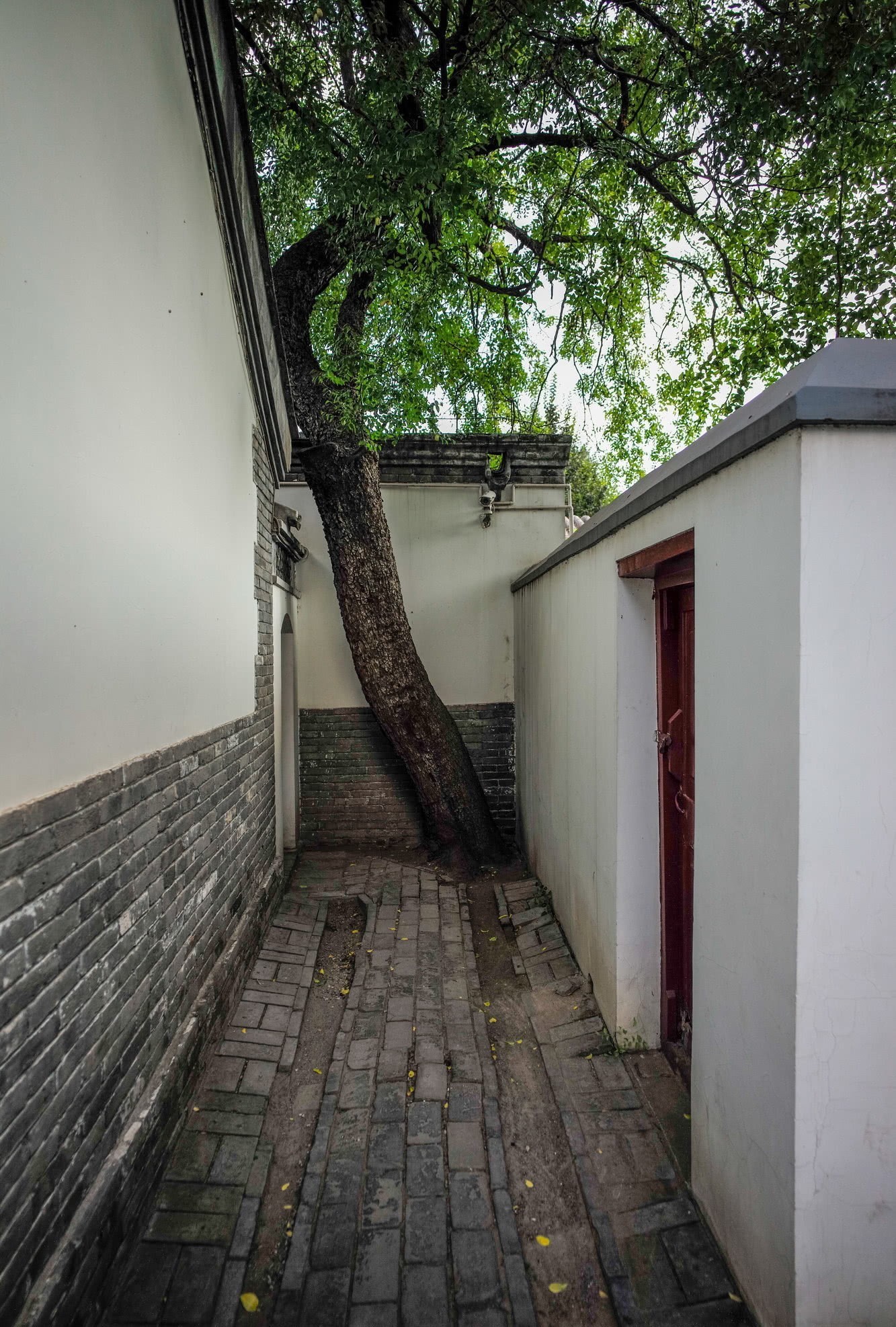 小巷|这小巷中两棵枣树有何神奇,众人争相参观,还引发百年争议