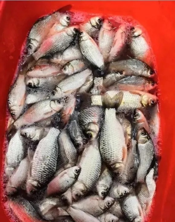 冬季什么天气好钓鱼？不管晴天阴天，只要这3个参数给力就好钓