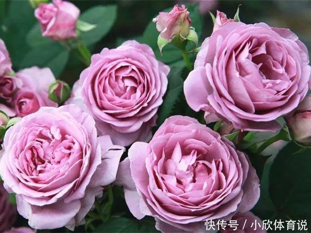 这种花品种多,花型好,养了你就爱上了!