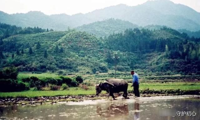 俗语|俗语“老牛吃嫩草”,下一句也很经典,却很少有人知道
