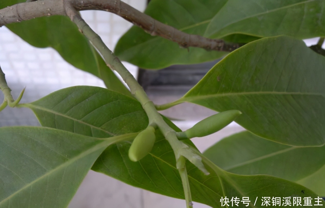 扦插好方法养花繁殖下一代，试试这3招，简单好使