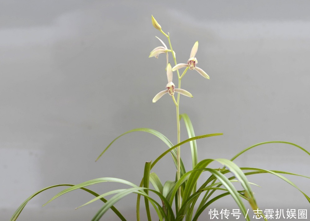 野外|野外寻回来的健康风兰,养在家里就黄叶烂根,好养活不代表随便养