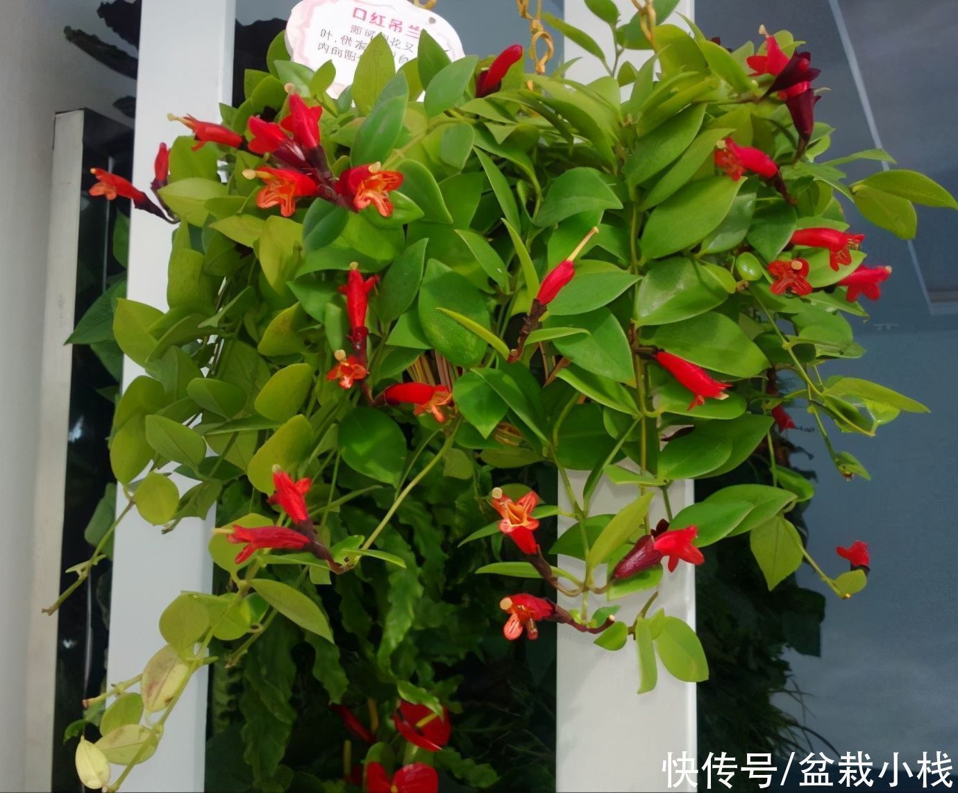 花友们|四种“吊兰花”,养在室内都好看,喜欢花的人了解下