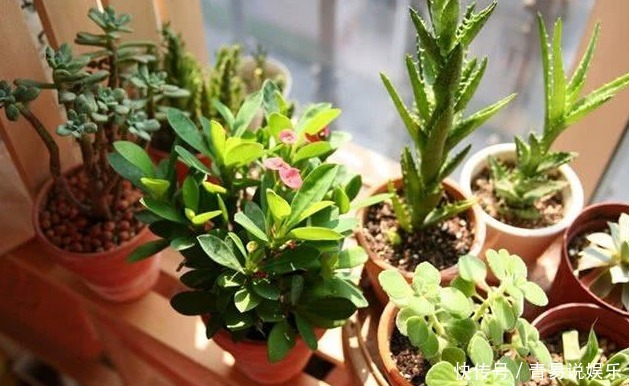 养花不活,其实是“1个步骤”没做好,若会正确方法,养啥都爆盆