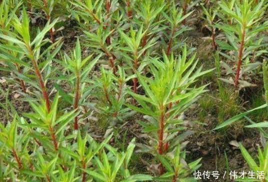 赶黄草|乡下的“养肝草”，过去用来喂牲畜，其实能入药，城里27元一元