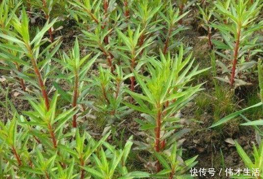 赶黄草|乡下的“养肝草”,过去用来喂牲畜,其实能入药,城里27元一元