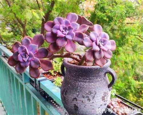 多肉植物|1种多肉植物,容易长出漂亮老桩,养3年就出状态,值得拥有