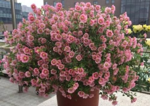 4种花是开花能手，不用管也能繁花似锦，花色美轮美奂