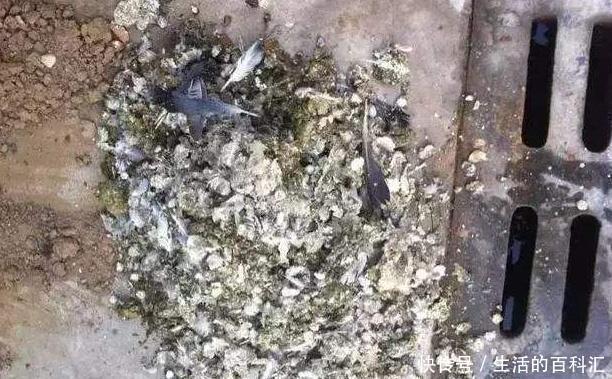 鸡粪|听老花匠说:用3种肥料养花,养啥旺啥,关键不要嫌脏